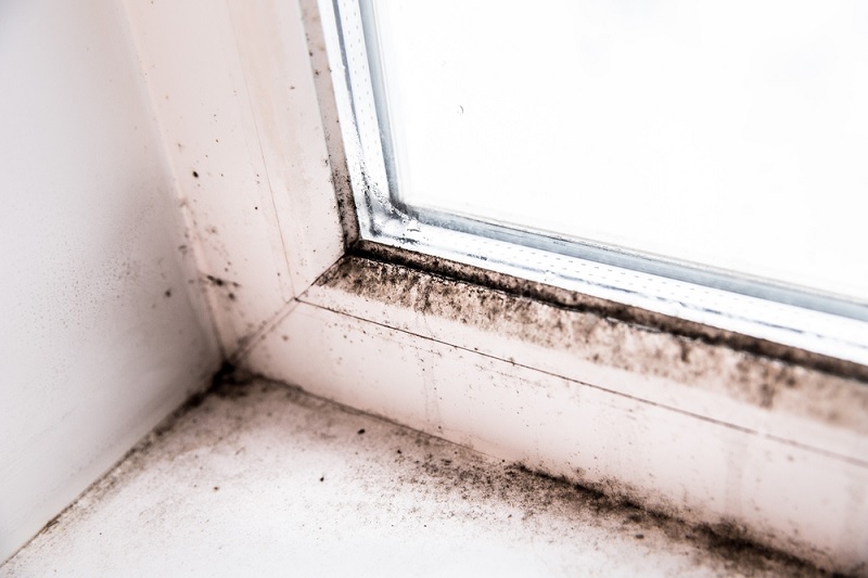 Mould on window sill