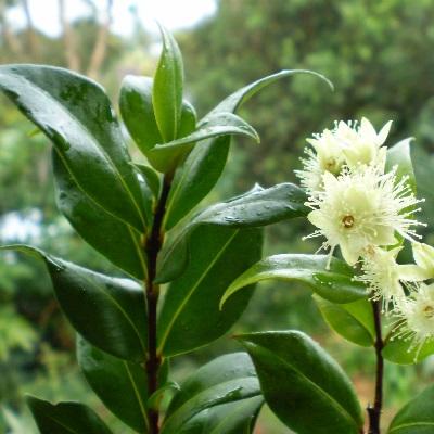 Cinnamon leaf and flower