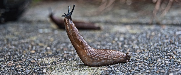 How to Get Rid of Slugs from the House