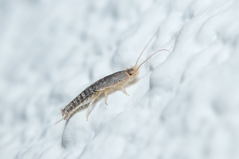 Silverfish