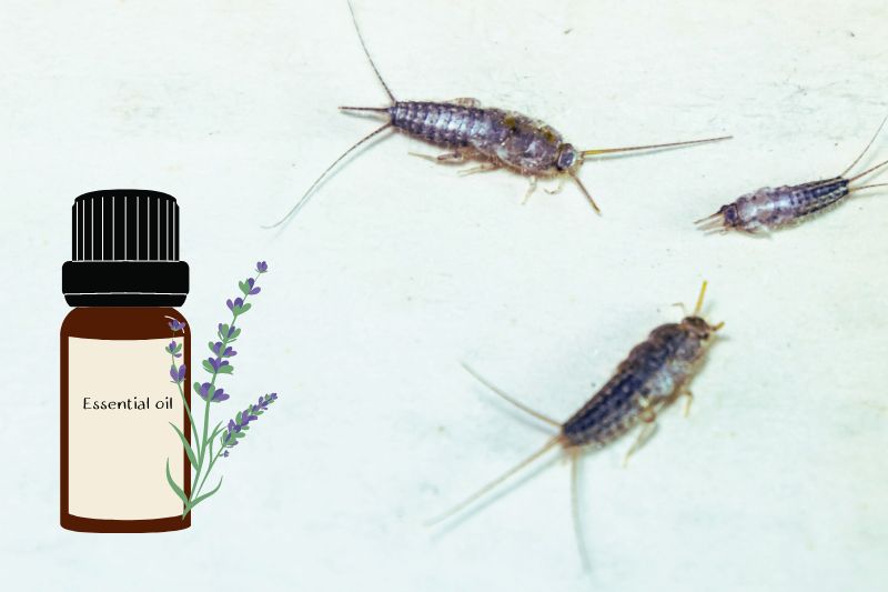 Silverfish and essential oil
