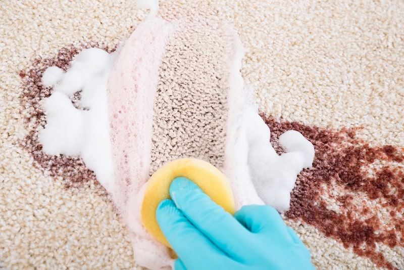 Cleaning a carpet with a sponge