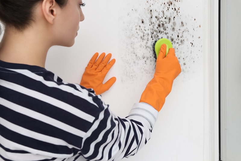 Removing mould from wall