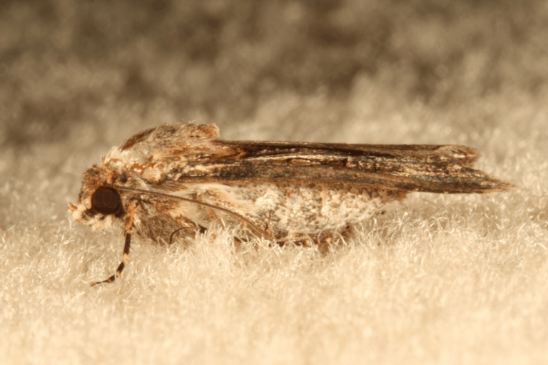 Carpet Moth Close Up 768x512 
