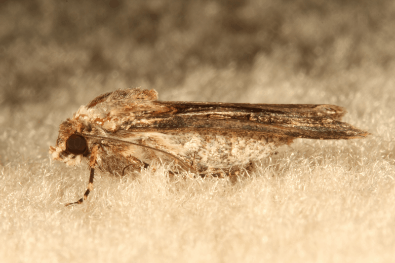 Carpet Moth Close Up