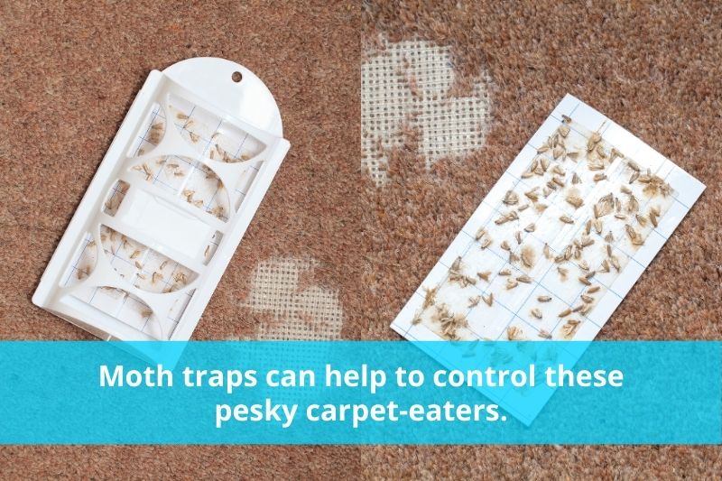 Carpet Moth Traps