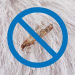 Get Rid of Carpet Moths