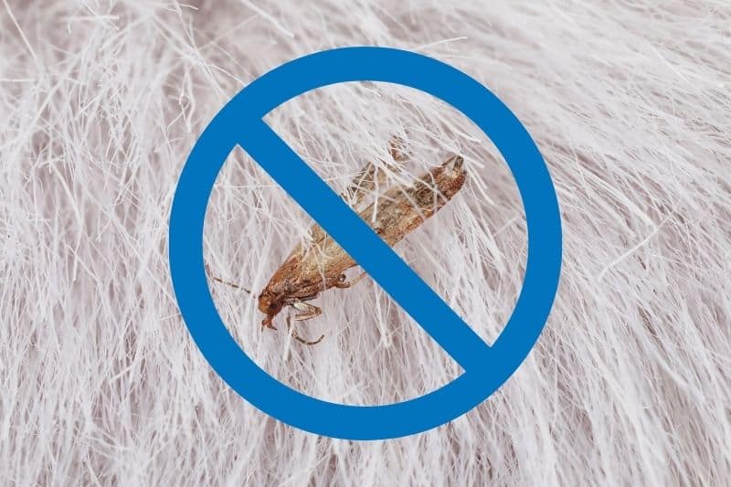 https://inthewash.co.uk/wp-content/uploads/2021/02/Get-Rid-of-Carpet-Moths.jpg