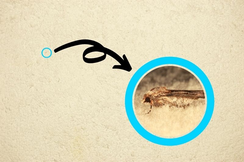 What Causes Carpet Moths