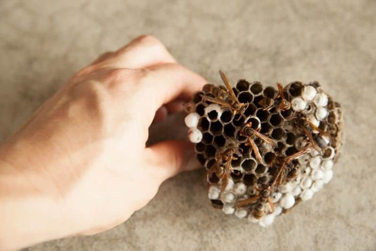 Why Do I Have Lethargic Wasps in the House?