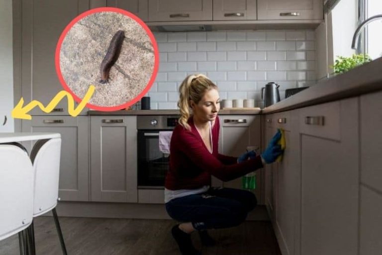 How Do Slugs Get in the House? How Do Slugs Get in the House?