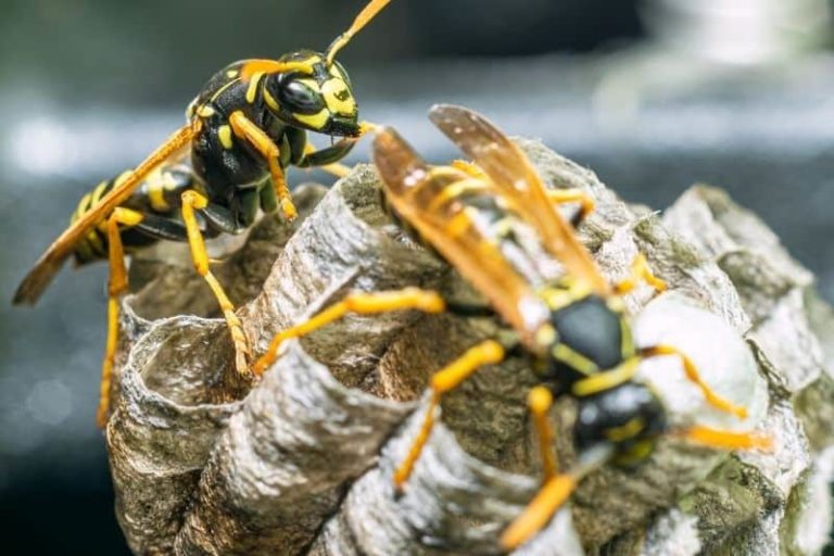 Why Do I Have Lethargic Wasps in the House?