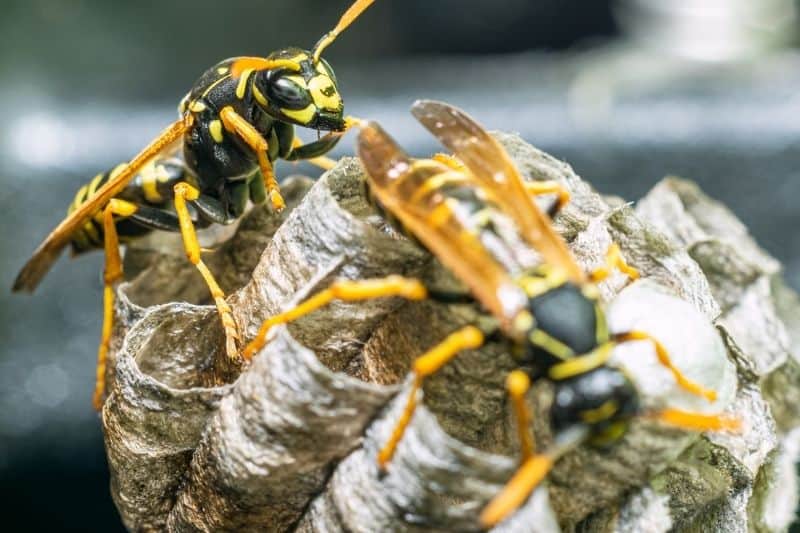 Life Cycle of the Wasp