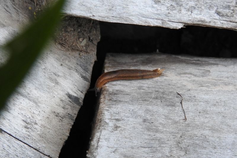 How Do Slugs Get in the House?