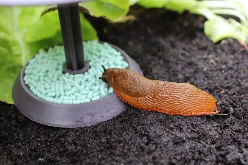 snail on a snail trap