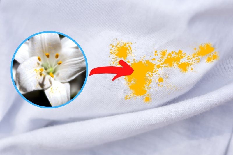 Removing Lily Pollen Stains From Clothes