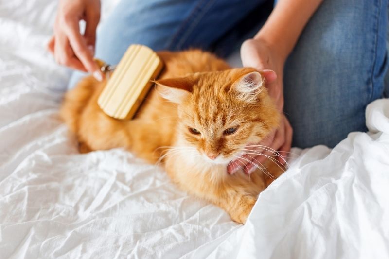 groom pets outside to lessen household dust