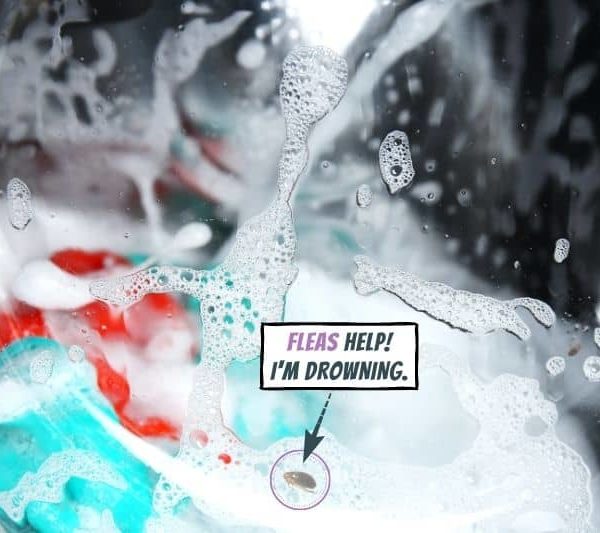 Can Fleas Survive the Washing Machine?