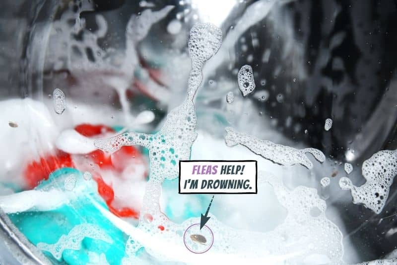Can Fleas Survive the Washing Machine