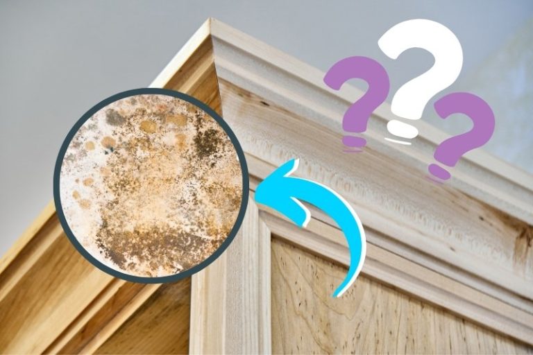 Why Is There Mould on My Furniture But Not on the Walls?