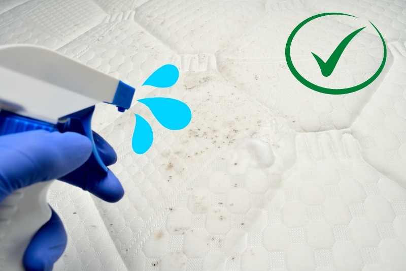 Removing Mildew from Fabrics Using Specialised Cleaners