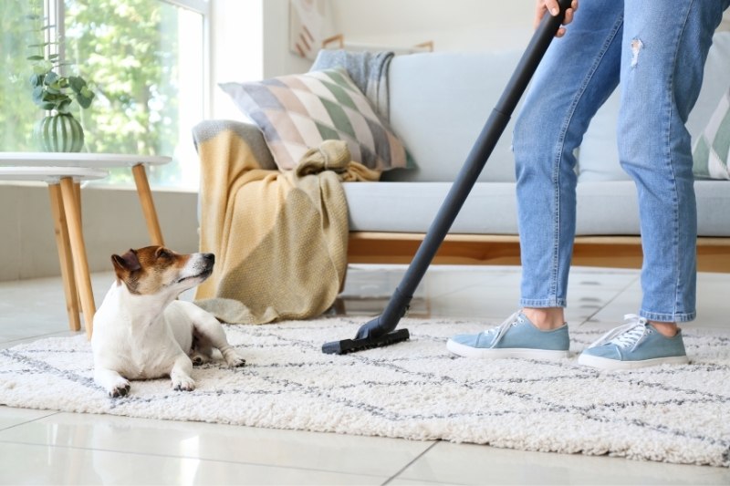vacuuming pet odours and stains