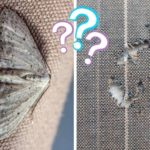 Do Moths Eat Cotton Clothes? (And How to Stop Them)