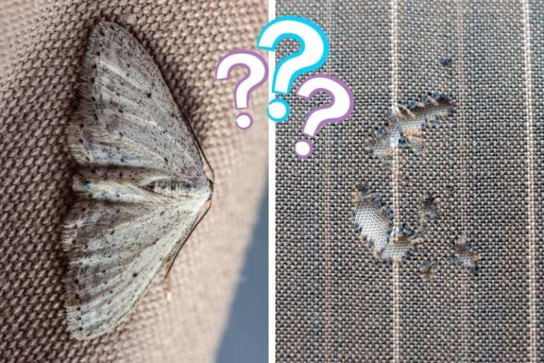 Do Moths Eat Cotton Clothes? (And How to Stop Them)