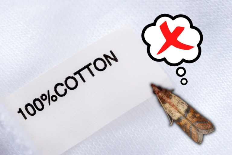 Do Moths Eat Cotton Clothes? (And How to Stop Them)