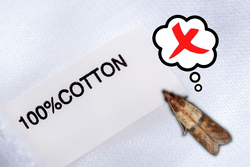 Moths don’t eat 100% cotton