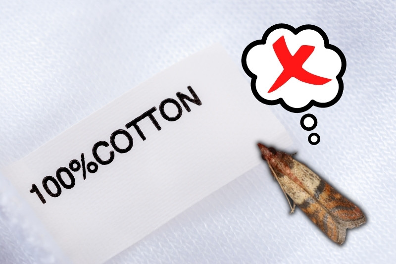 Do Moths Eat Cotton Clothes? (And How to Stop Them)