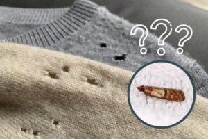 Moth Holes in Your Clothes? Here's What to Do About It