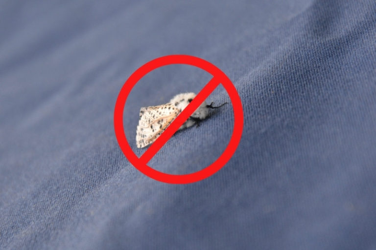 Do Moths Eat Cotton Clothes? (And How to Stop Them)