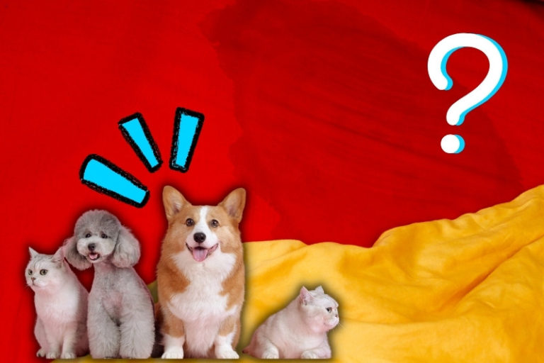 How to Get Wee Out of a Mattress