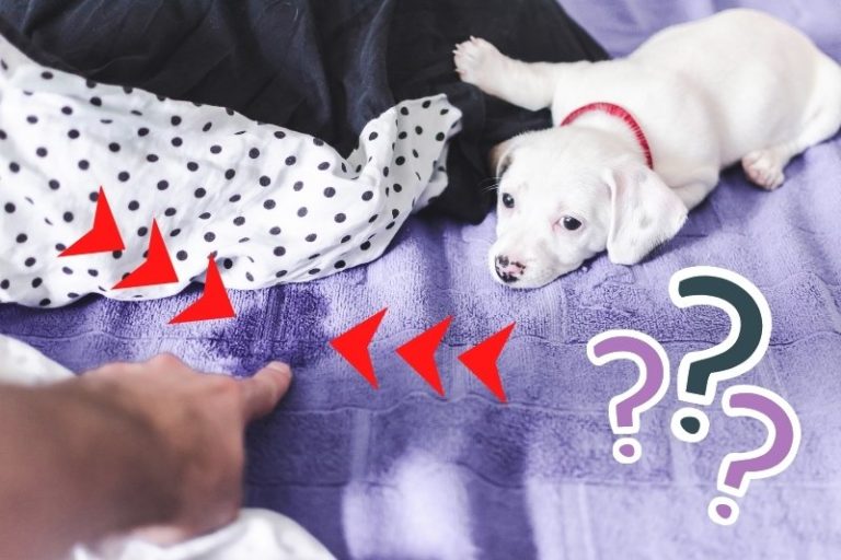 How to Get Wee Out of a Mattress