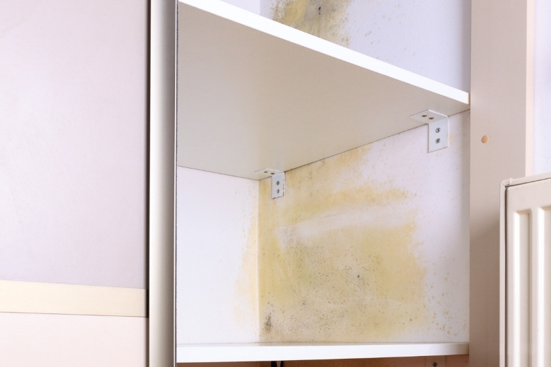 Mould Growth in the Wardrobe