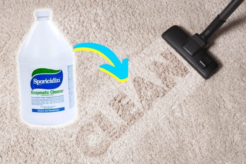 clean carpet stain with enzymatic cleaner