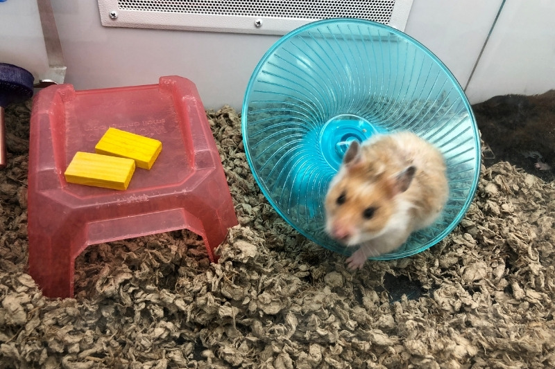 hamster bedding