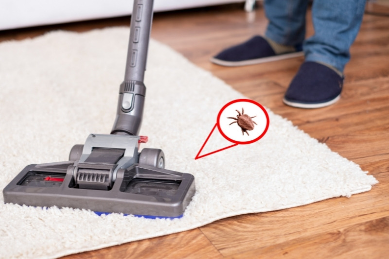use vacuum cleaner to remove dust mites