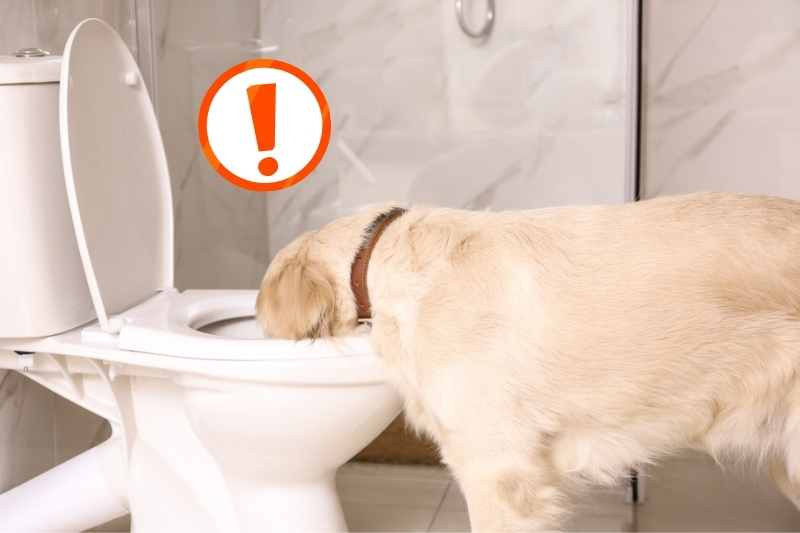 pet dog drinking toiler water