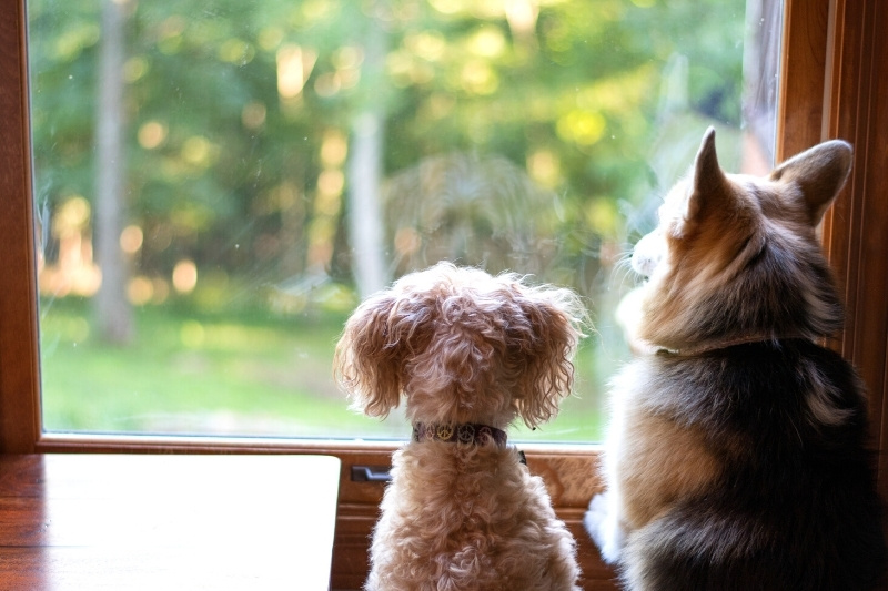 pets on the window