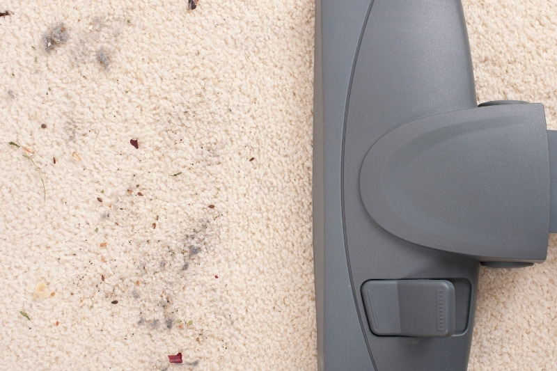 regularly vacuum your carpet