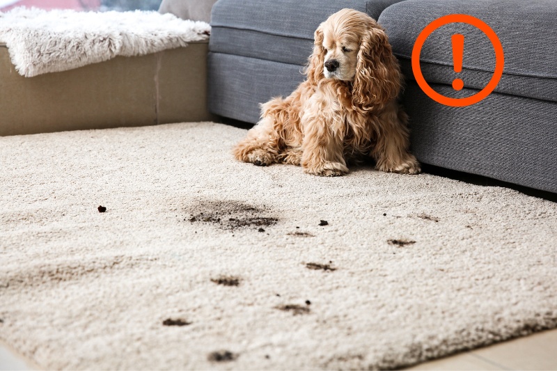 carpet mud brought by pet dog