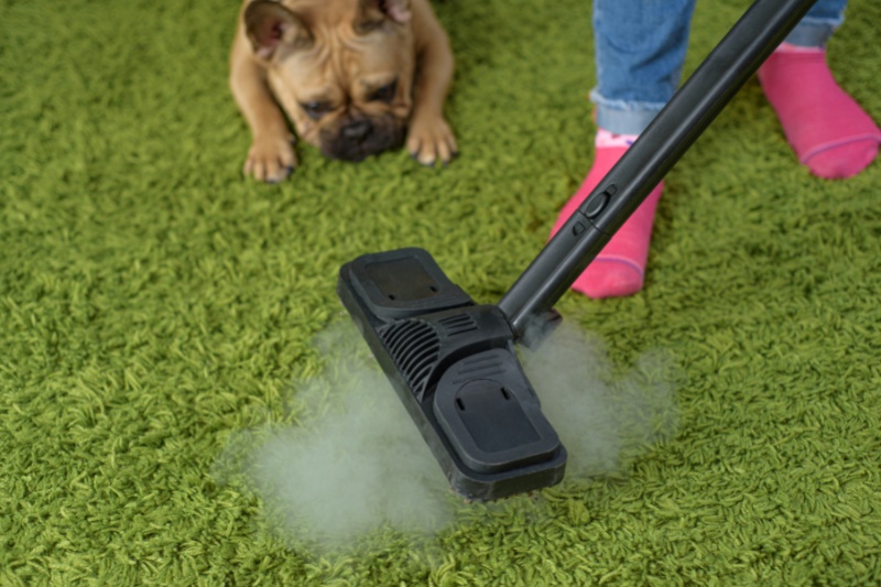 dog and steam cleaner on carpet