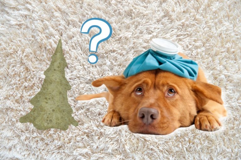 How to Get Dog Sick Out of Carpet