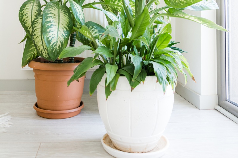 indoor plants