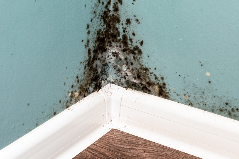 mould on wall