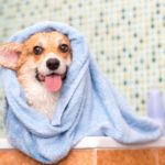 dog with towel after bath