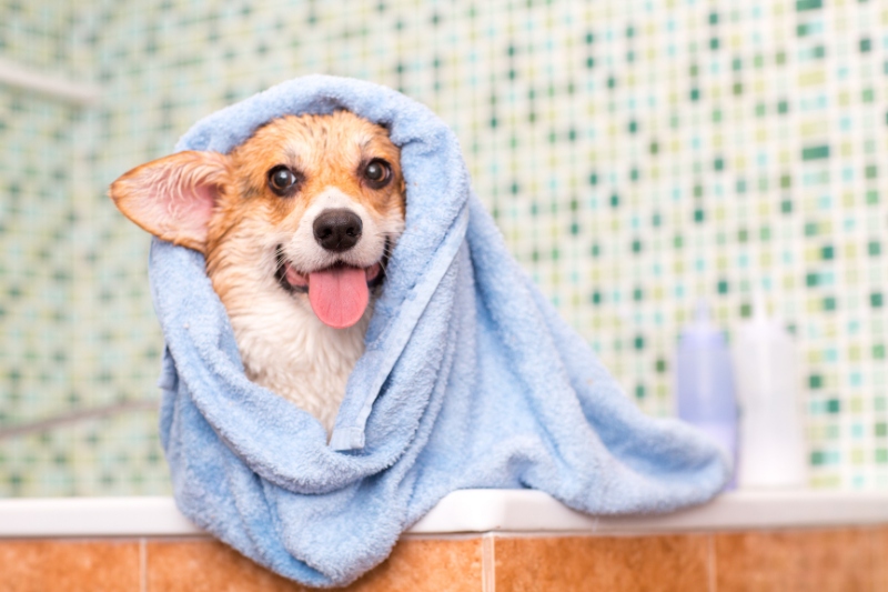 dog with towel after bath