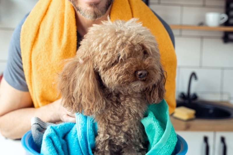 human and dog bath towels